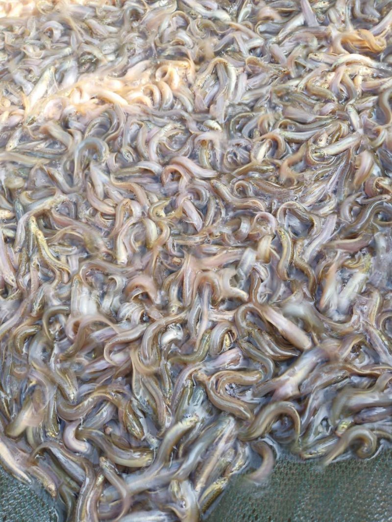 泥鳅苗