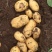 土豆大量供应货源直供全国客商保质保量