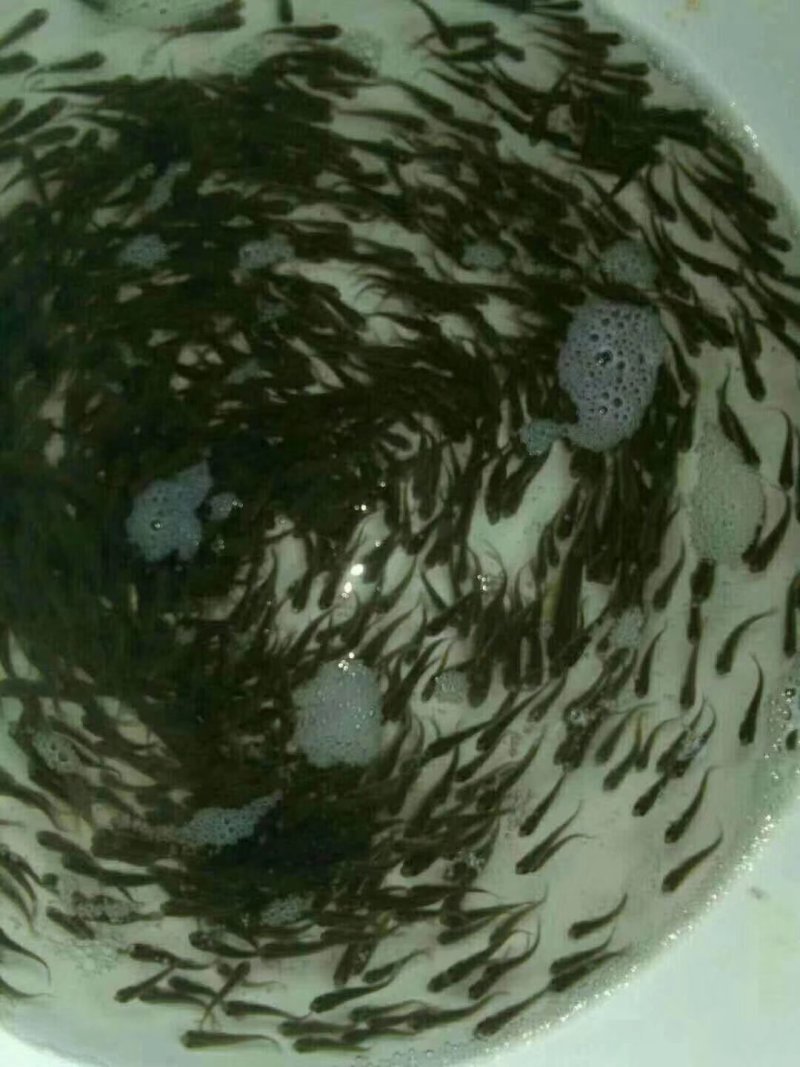 草鱼苗