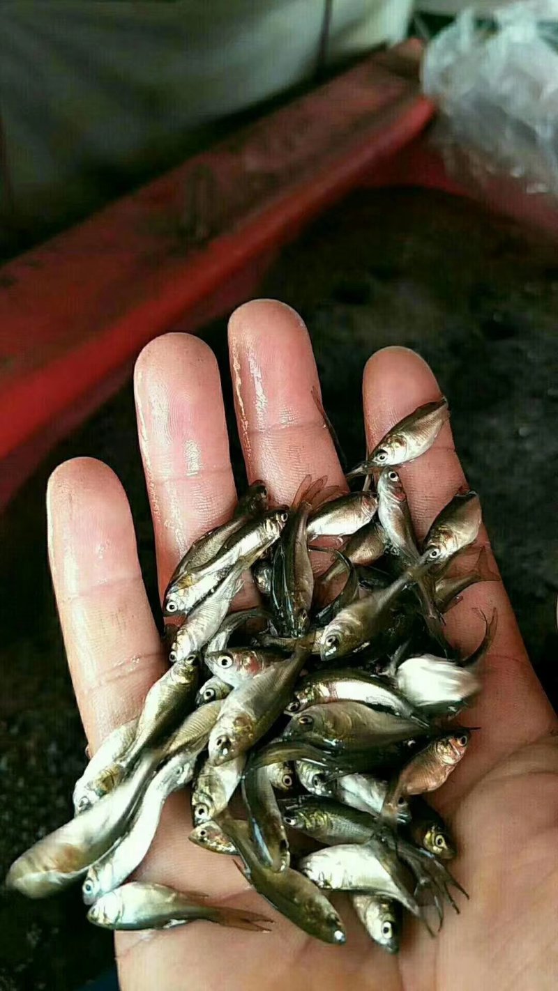 草鱼苗