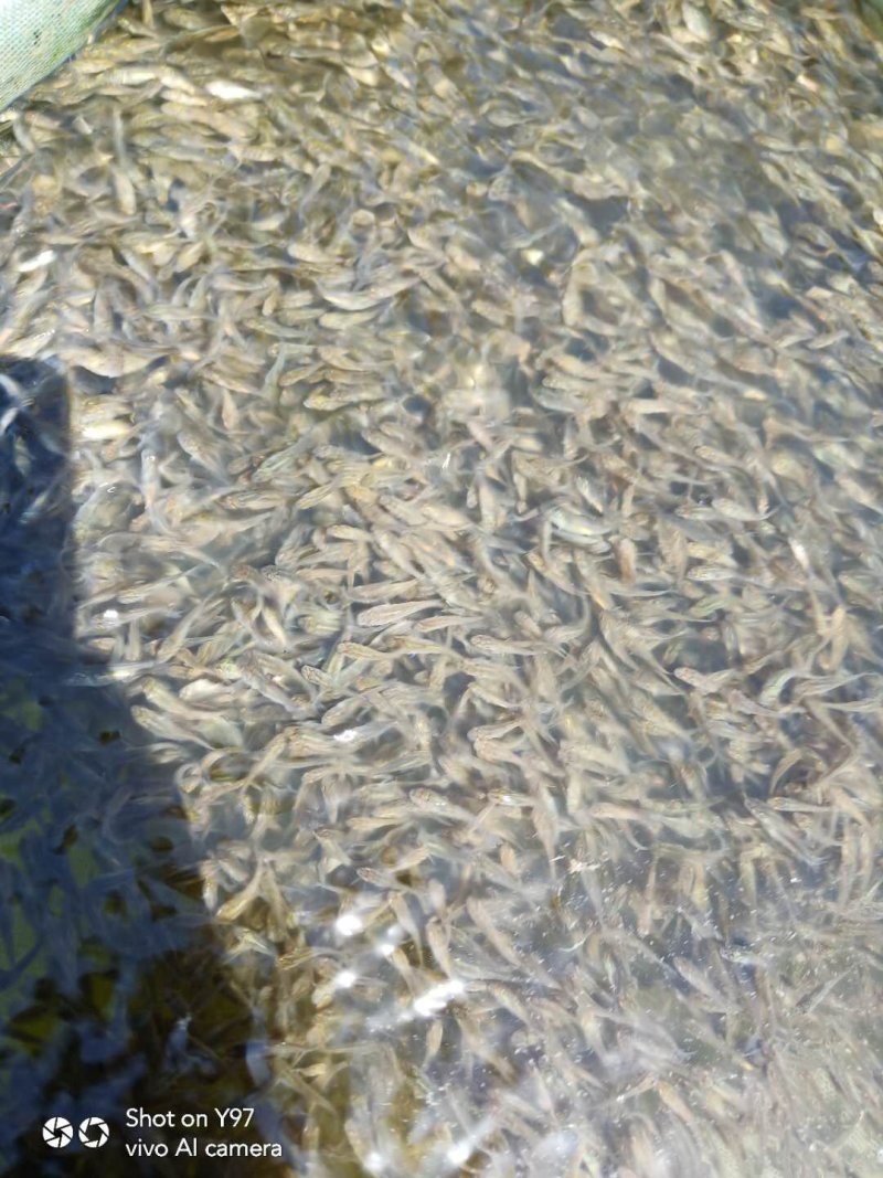 鲢鱼苗【恒泰鱼苗养殖场】