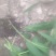 供应白芨球块苗子果夹，野生紫色三叉。聊一聊谈