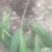 供应白芨球块苗子果夹，野生紫色三叉。聊一聊谈