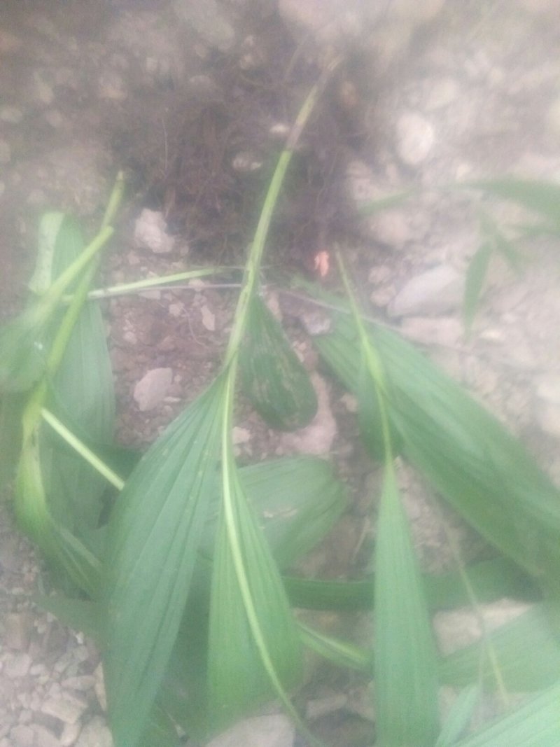 供应白芨球块苗子果夹，野生紫色三叉。聊一聊谈