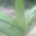 供应白芨球块苗子果夹，野生紫色三叉。聊一聊谈