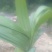 供应白芨球块苗子果夹，野生紫色三叉。聊一聊谈