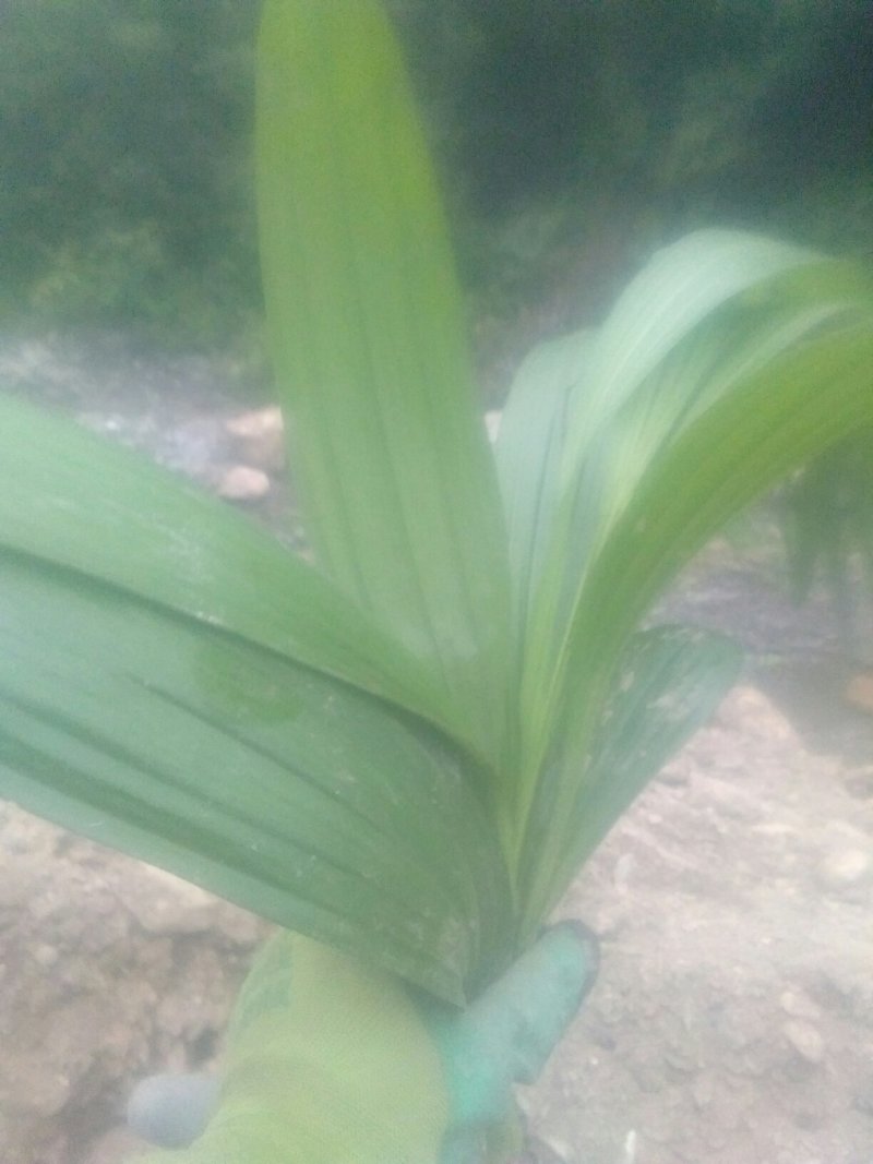 供应白芨球块苗子果夹，野生紫色三叉。聊一聊谈