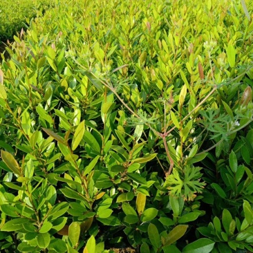 基地直销小叶蚊母小苗中华文木工程色块苗批发庭院别墅绿化