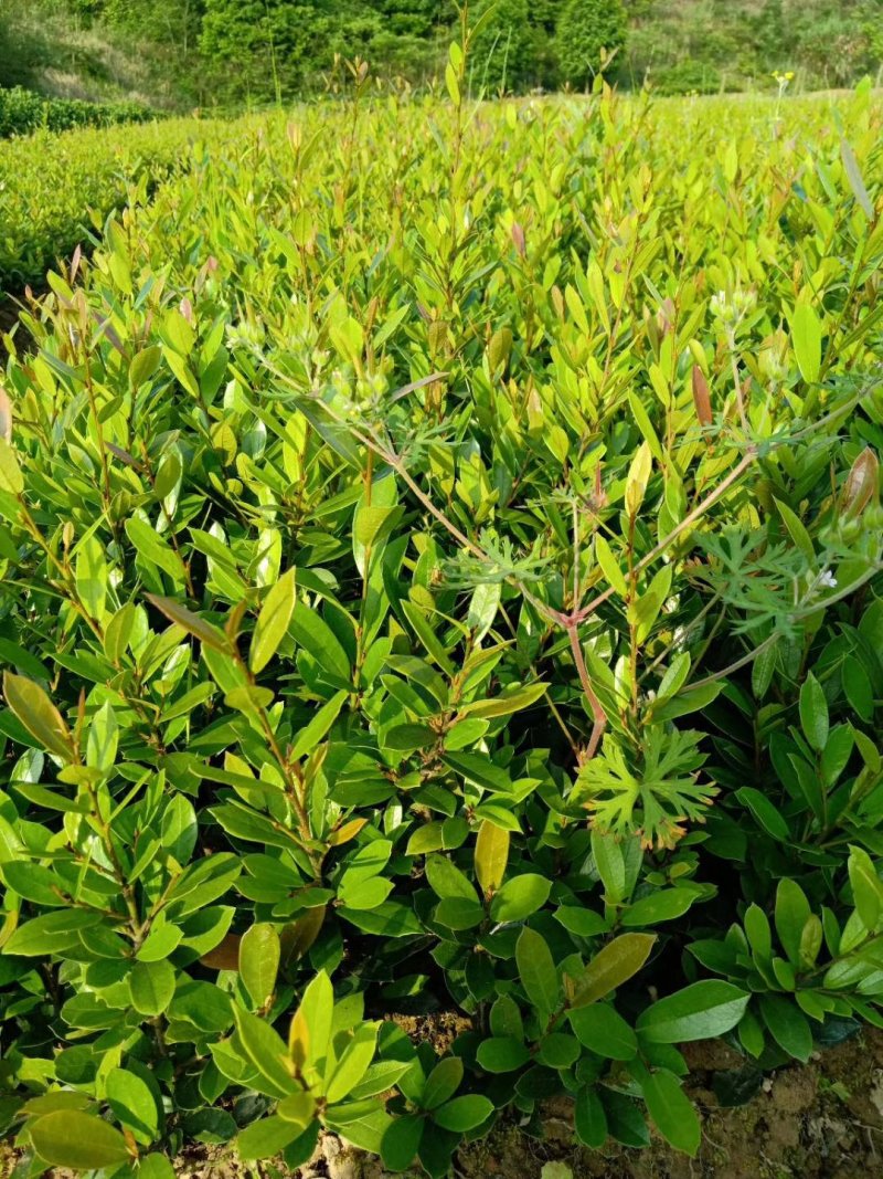 基地直销小叶蚊母小苗中华文木工程色块苗批发庭院别墅绿化