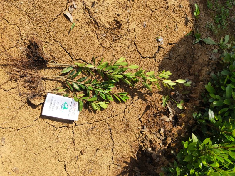 基地直销小叶蚊母小苗中华文木工程色块苗批发庭院别墅绿化
