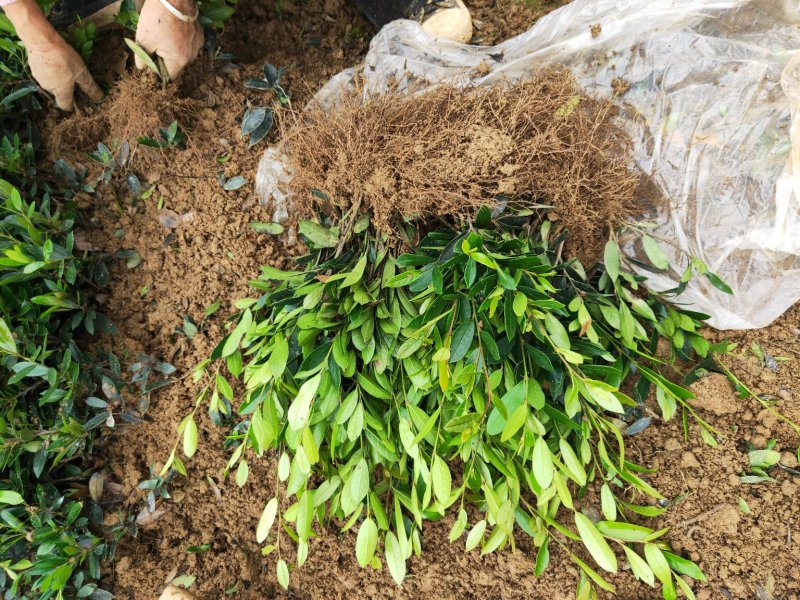 基地直销小叶蚊母小苗中华文木工程色块苗批发庭院别墅绿化