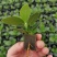签名树穴盘苗观叶植物小盆栽克卢西亚木室内喜阴