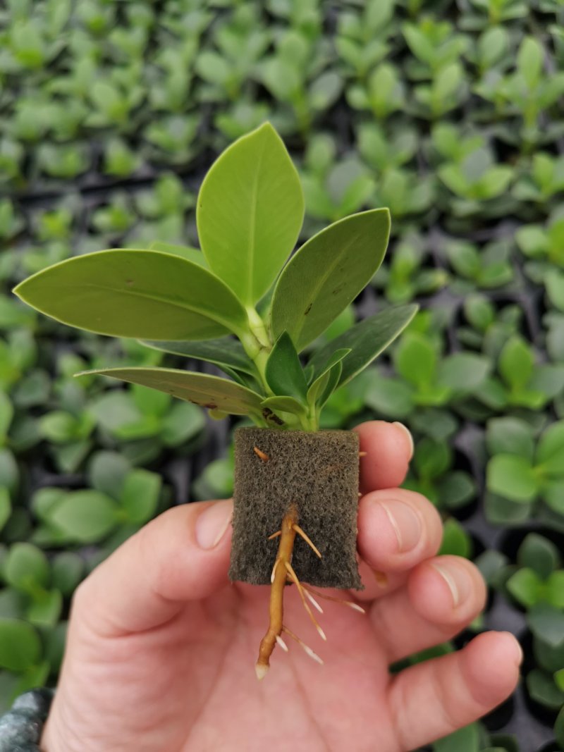 签名树穴盘苗观叶植物小盆栽克卢西亚木室内喜阴