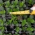 签名树穴盘苗观叶植物小盆栽克卢西亚木室内喜阴