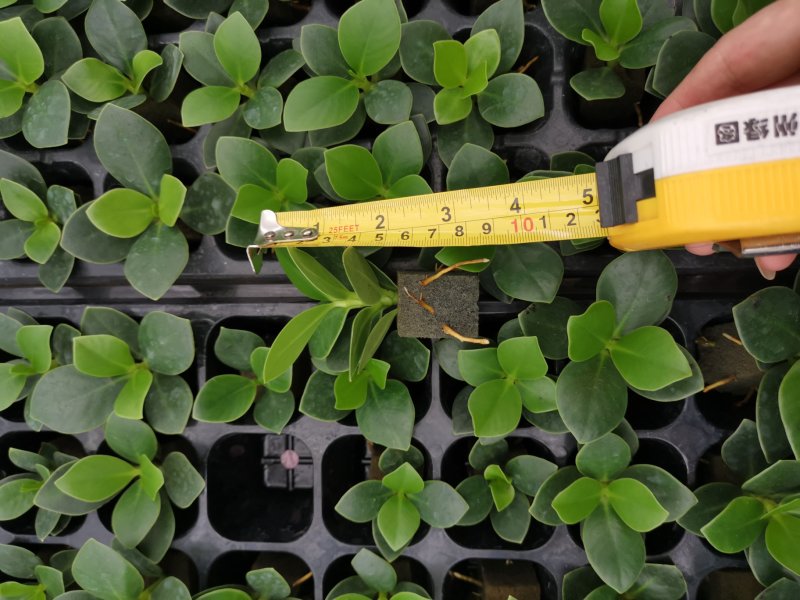 签名树穴盘苗观叶植物小盆栽克卢西亚木室内喜阴