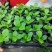 签名树穴盘苗观叶植物小盆栽克卢西亚木室内喜阴