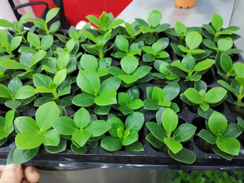 签名树穴盘苗观叶植物小盆栽克卢西亚木室内喜阴