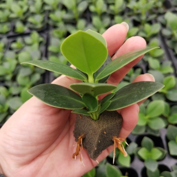 签名树穴盘苗观叶植物小盆栽克卢西亚木室内喜阴