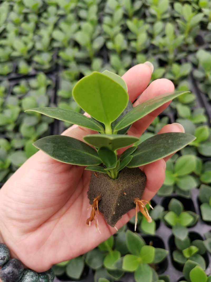 签名树穴盘苗观叶植物小盆栽克卢西亚木室内喜阴