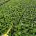 签名树穴盘苗观叶植物小盆栽克卢西亚木室内喜阴