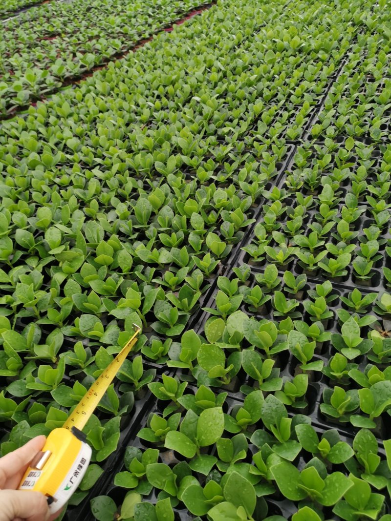 签名树穴盘苗观叶植物小盆栽克卢西亚木室内喜阴