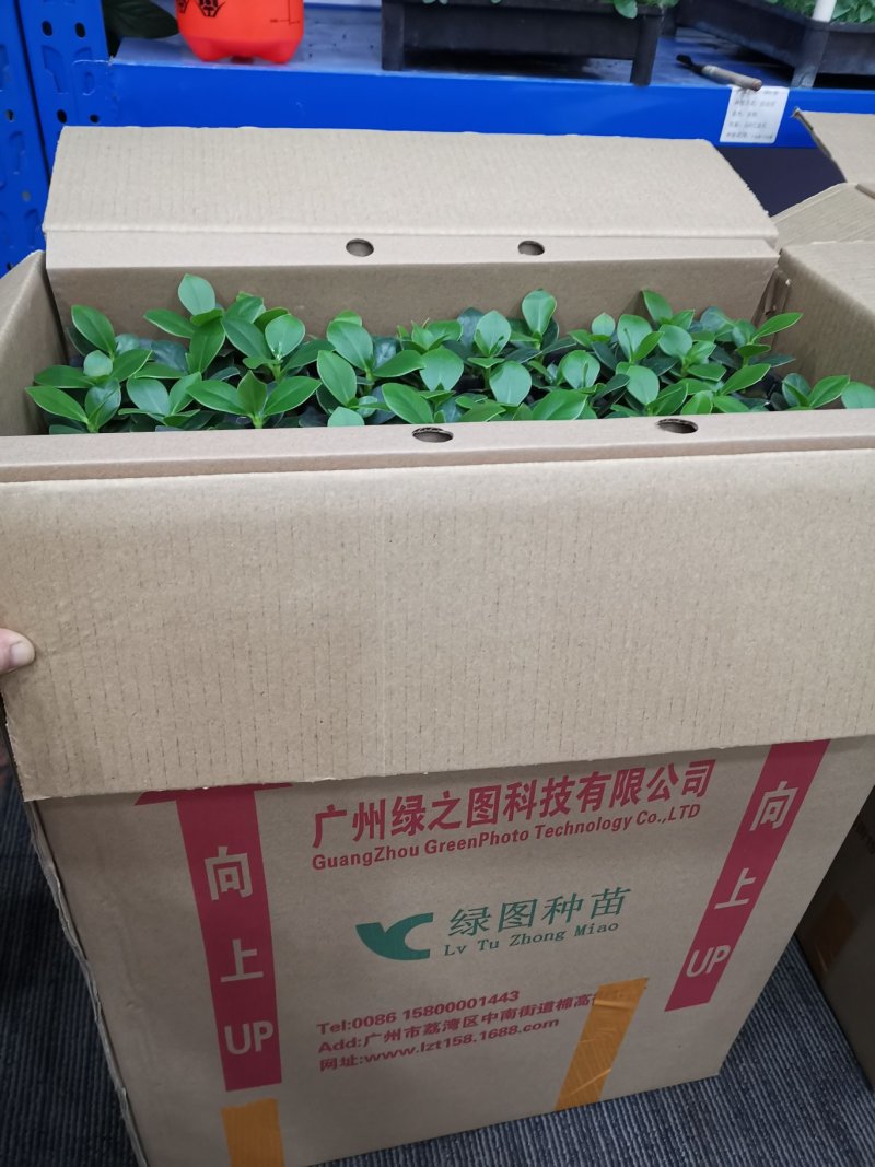 签名树穴盘苗观叶植物小盆栽克卢西亚木室内喜阴