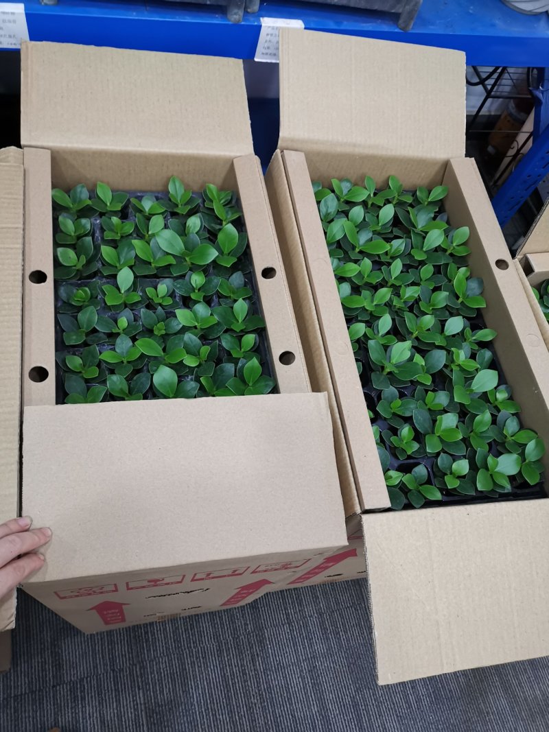 签名树穴盘苗观叶植物小盆栽克卢西亚木室内喜阴