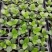 签名树穴盘苗观叶植物小盆栽克卢西亚木室内喜阴