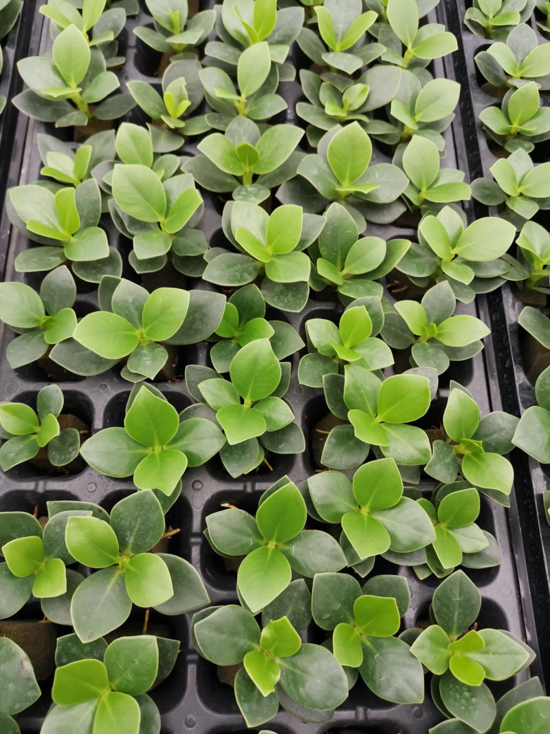 签名树穴盘苗观叶植物小盆栽克卢西亚木室内喜阴
