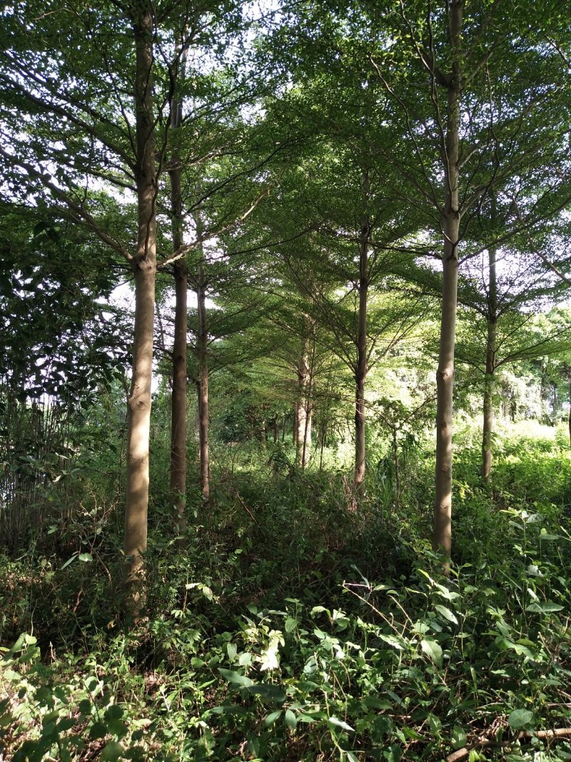 榄仁树