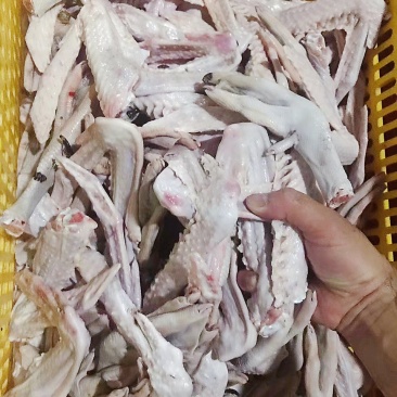 新鲜鹅掌亦大量有货全国供应