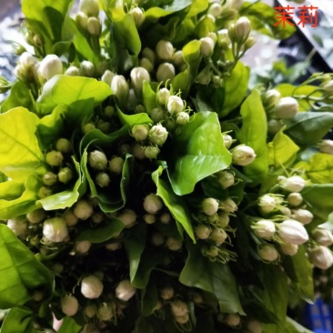 昆明基地茉莉枝条多，叶水清爽，新鲜香味浓