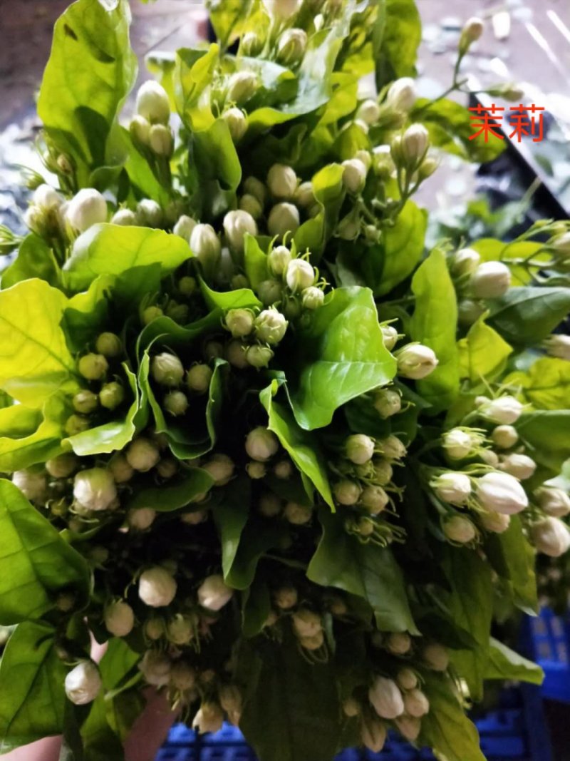 昆明基地茉莉枝条多，叶水清爽，新鲜香味浓