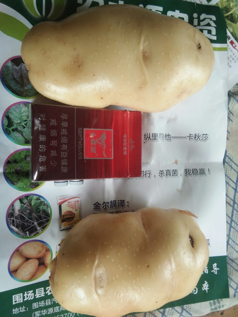 隆化，荷兰十五，806，