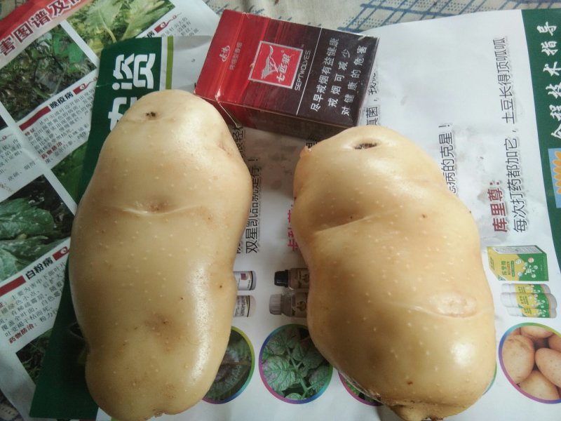 隆化，荷兰十五，806，