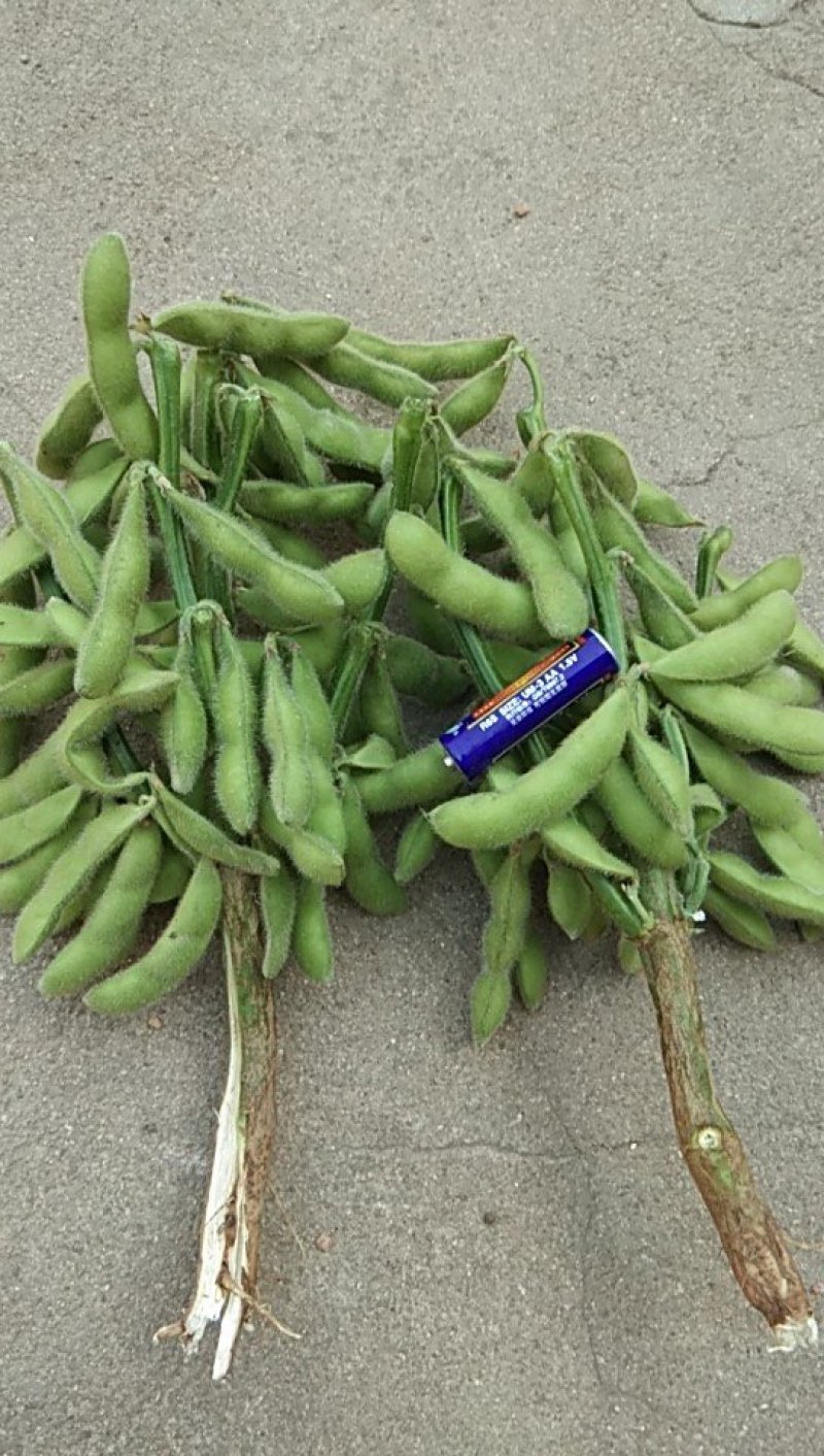 大角开心绿毛豆18~24克，