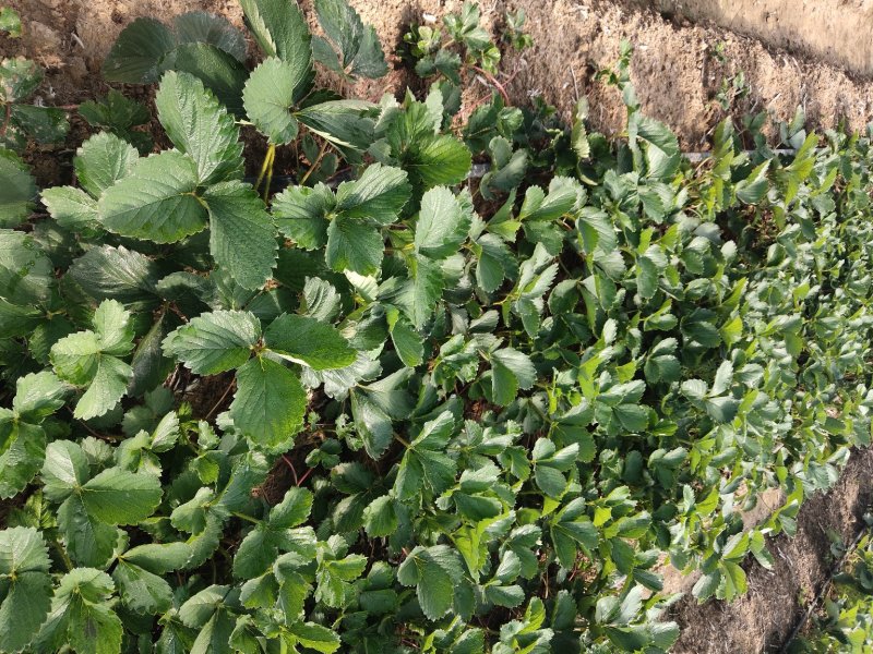 大叶红颜草莓苗【各品种齐全】根壮茎粗&免费技术指导