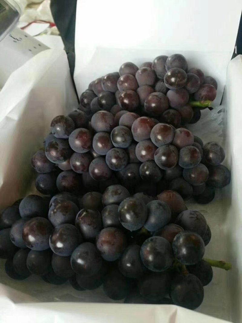 巨峰葡萄