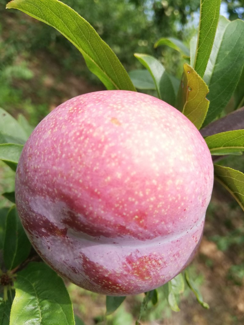 芙蓉李，味帝，青脆李，大小红宝石，万亩基地！