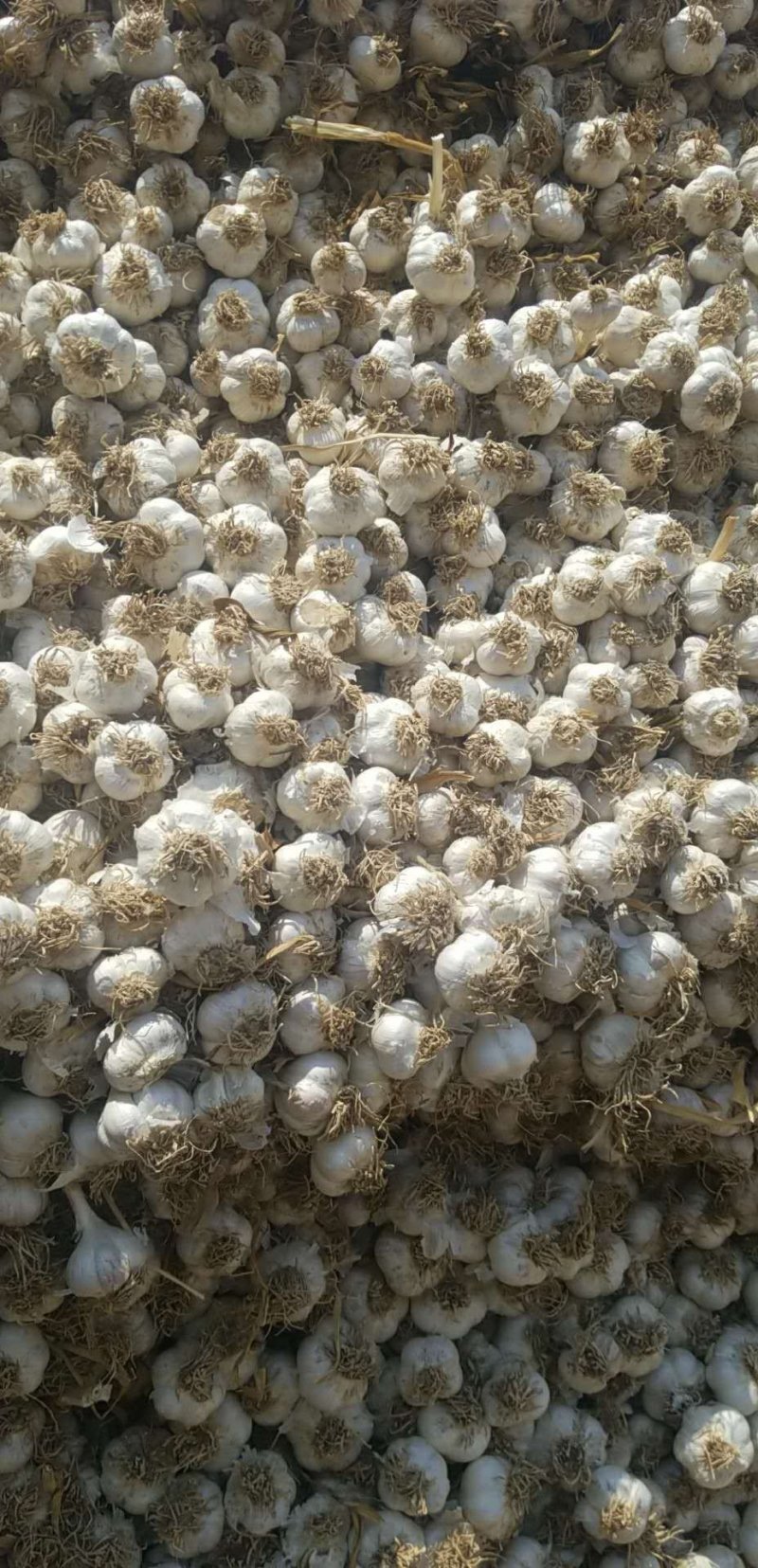 白头大蒜大量上市中！