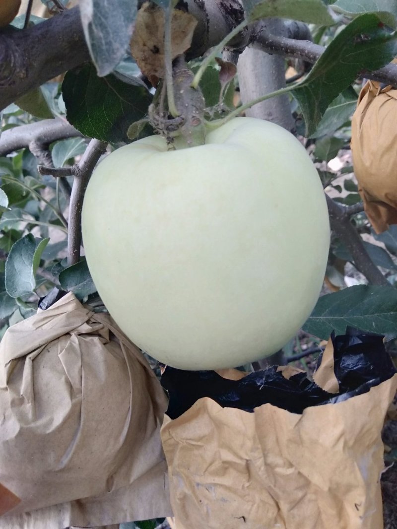 河南苹果自产自销华硕苹果7月8号大量上市脆甜