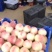 河南商丘虞城县万亩果园优质皇冠梨，青梨白梨大量上市火爆热
