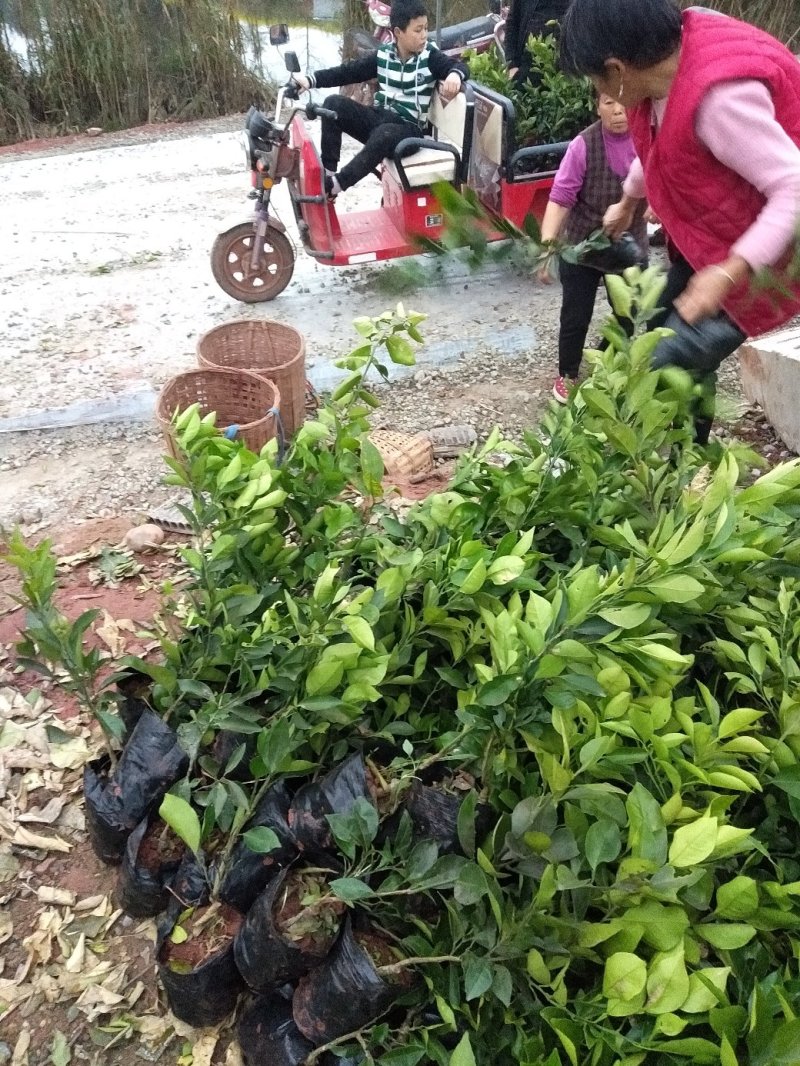 四川柑橘苗，纽荷尔脐橙杯苗，地苗各种规格出售。