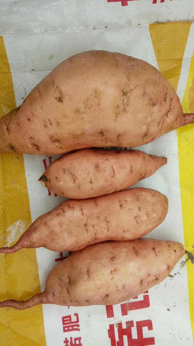红薯龙薯九