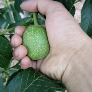 延安黄龙香玲核桃