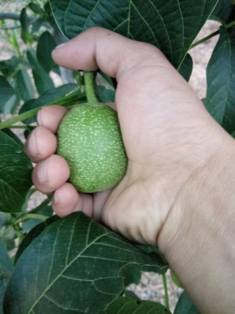 延安黄龙香玲核桃
