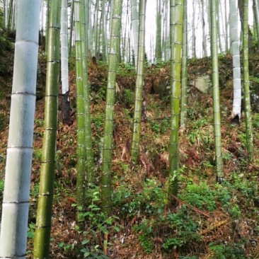 楠竹