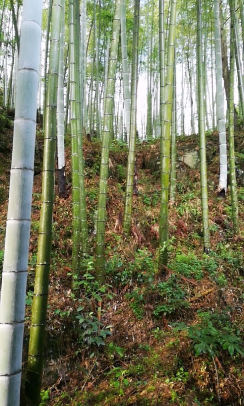 楠竹