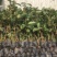 台湾红宝石芭乐苗、少籽