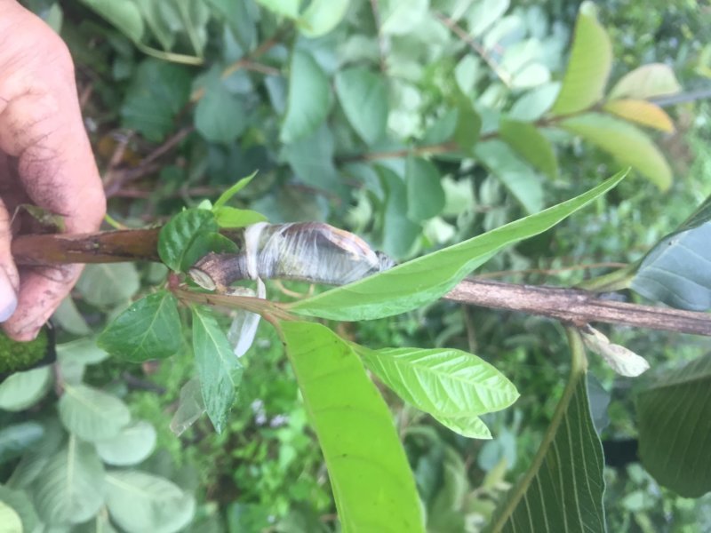 台湾红宝石芭乐苗、少籽